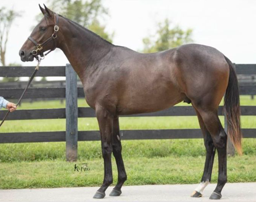 Maxfield - Tulira’s Star Colt